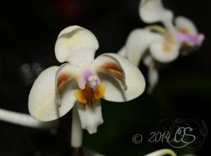 Phalaenopsis celebensis