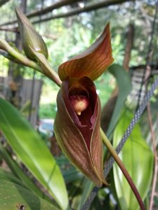 Bulbophyllum mandibulare