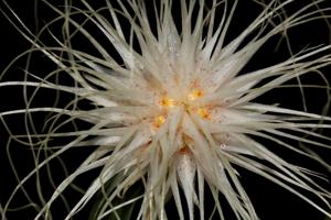 Bulbophyllum medusae