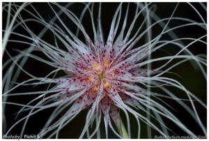 Bulbophyllum medusae