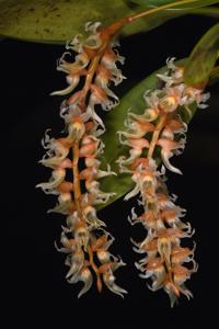 Coelogyne cootesii