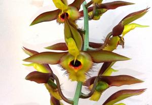 Catasetum osculatum