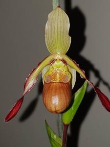 Phragmipedium sargentianum