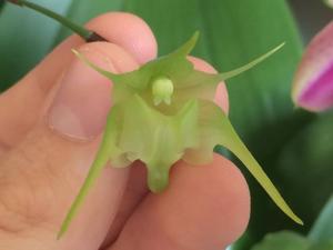 Aeranthes arachnites
