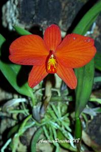 Cattleya coccinea