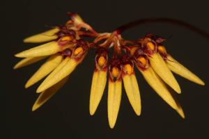 Bulbophyllum polyflorum