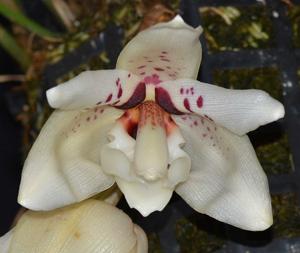 Stanhopea martiana