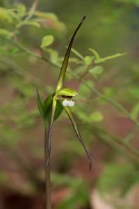 Isotria verticillata