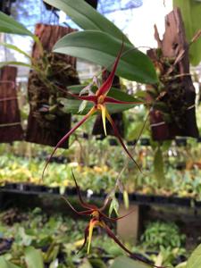 Bulbophyllum nasseri