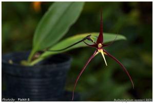 Bulbophyllum nasseri