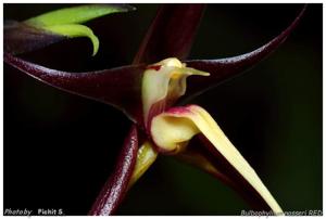 Bulbophyllum nasseri