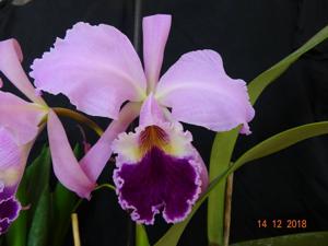 Cattleya jenmanii