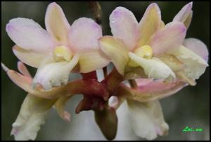 Dendrobium cumulatum