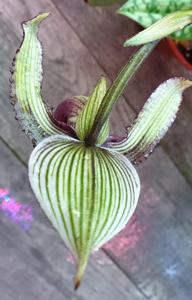 Paphiopedilum superbiens