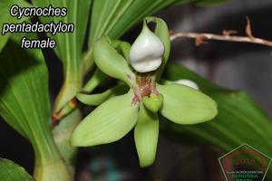 Cycnoches pentadactylon