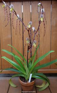 Paphiopedilum philippinense