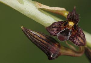 Bulbophyllum nigrescens