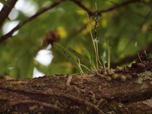 Bulbophyllum nigrescens