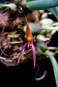 Bulbophyllum nymphopolitanum