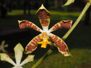 Trichoglottis dawsoniana