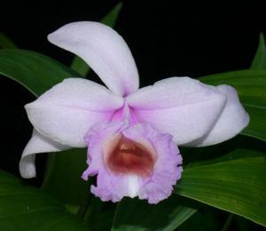 Sobralia decora