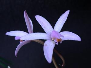 Cattleya kettieana