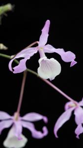 Dendrobium tortile