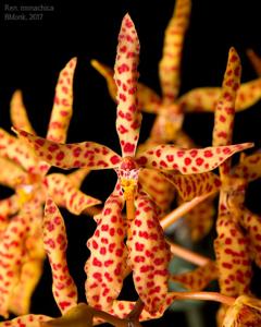 Renanthera monachica