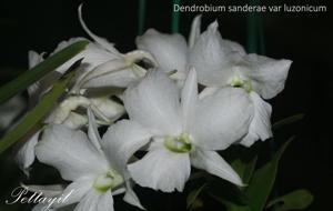 Dendrobium sanderae