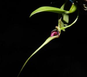 Bulbophyllum appendiculatum