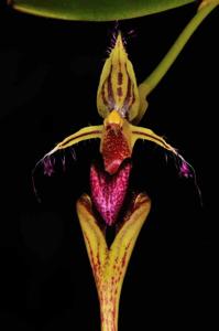 Bulbophyllum appendiculatum