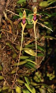 Bulbophyllum appendiculatum