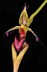 Bulbophyllum appendiculatum