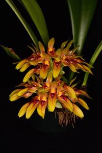 Bulbophyllum graveolens