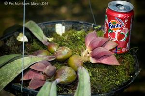 Bulbophyllum orthosepalum