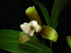 Lycaste panamanensis