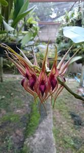 Bulbophyllum pahudii