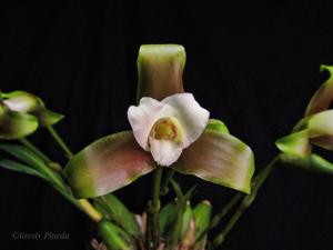 Lycaste panamanensis