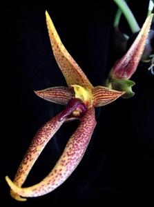 Bulbophyllum papulosum