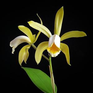 Cattleya forbesii