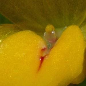 Bulbophyllum patella