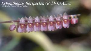 Lepanthopsis floripecten