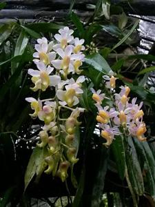 Aerides odorata