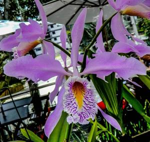 Cattleya maxima