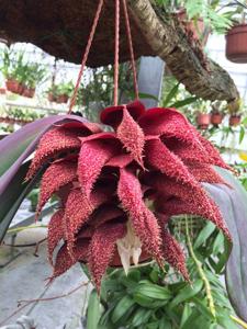 Bulbophyllum phalaenopsis