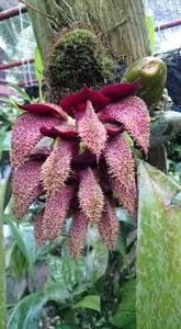 Bulbophyllum phalaenopsis