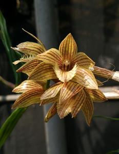 Dendrobium serratilabium