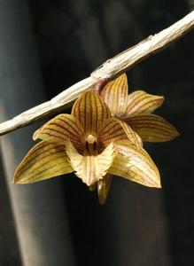 Dendrobium serratilabium