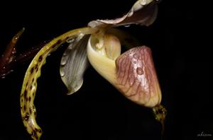 Paphiopedilum stonei