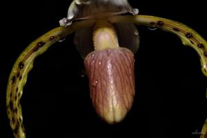 Paphiopedilum stonei